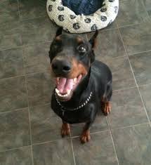 There are lots of doberman puppies for sale in houston, but if you find one elsewhere, you can simply arrange to meet your puppy at your nearest major airport. Female Doberman Pets And Animals For Sale Houston Tx