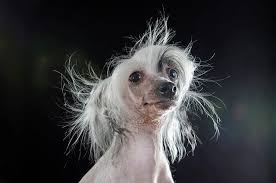 Hairless dogs pictures photos and images. Photographer S Portraits Of Hairless Dogs Warn Of The Dangers Of Messing With Nature Petapixel