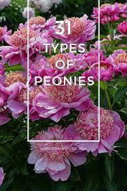 31 Types Of Peonies All Colors Bloom Types And Varieties Peonies Garden Growing Peonies Garden Types