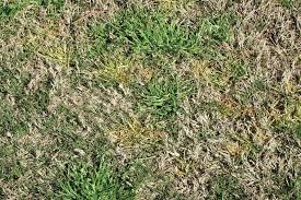 Image result for Poa