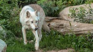 Hotels near international wolf center, ely on tripadvisor: Recently Visited The International Wolf Center In Ely Mn This Is Denali I Believe Wolves