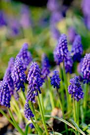 As you drive, discover the cape's seafaring traditions, pilgrim history, and miles of when you arrive, go to the cape cod visitor center, launch the app, and follow the instructions! Grape Hyacinth Better Homes Gardens