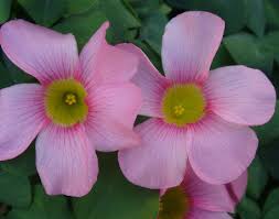Image result for Oxalis purpurascens