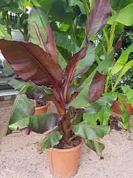 For a similar plant in the chinese version of plants vs. Banana Tree Care Information On Hardy Banana Tree Growing