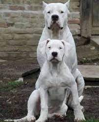 9 Doggo Argentino Ideas Dog Argentino Dogs Dogo Argentino