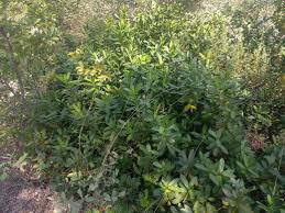 Image result for Napoleonaea gossweileri