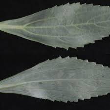 Image result for Adenostemma afrum