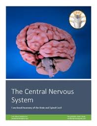If your child has a brain or spinal cord tumor, knowing what to expect can help you cope. The Central Nervous System Functional Anatomy Of The Brain And Spinal Cord
