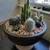 Cacti and succulents pair nicely together and have similar needs in regards to watering and soil requirements. Https Encrypted Tbn0 Gstatic Com Images Q Tbn And9gcqlre4n1jeavfnhiqzfke6dabsah4ysvqtj1g8dwp9yw Kzztnt Usqp Cau