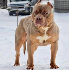 Puppies are vaccinated and checked by certified vetenarians. Huge 100 Pound Xxl Large Male Pitbulls Bully Xtreme