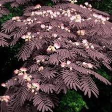 Mijn vraag is, kunnen jullie me meer info geven ivm. 250 Plants To Ponder Ideas In 2021 Plants Planting Flowers Perennials