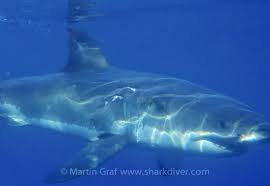 Bull shark attacks the bull shark is one of the most frequent attacker of people, as it swims in very shallow waters where people swim and is an habitat the bull shark is found close to shore and can live for a while in fresh water, frequenting estuaries, rivers and lakes. Who Is More Aggressive A Bull Shark Or A Great White Sharkdiver