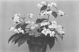 Image result for Clerodendrum capitatum