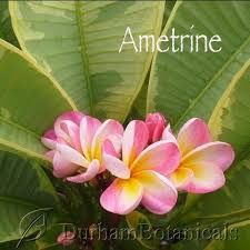 Ametrine Variegated Plumeria 6 22 19 From George Straw Plumeria Ametrine Variegated