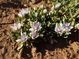 Image result for Bergia