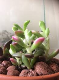 We did not find results for: The Bottom Leaves Are Purple Middle Leaves Are Pink And Top Leaves Are Green I Just Bought And Transplanted It How Do I Get More Pink Succulents