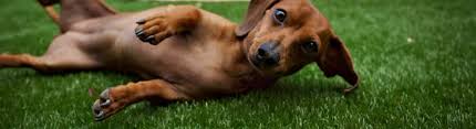 Pet friendly artificial grass near me. Delaware Synlawn