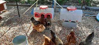 Check spelling or type a new query. Chicken Waterer Overez Chicken Coop