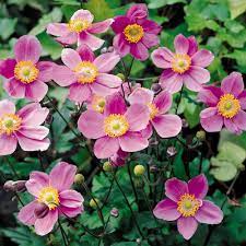 Anemone Japonica Little Princess Anemonlar Bitki Cicek Bahcesi