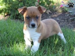 The jack chi may often be referred to as the jackahuahua and are considered energetic dogs and loving dogs. Jack Russell Chihuahua Mix For Sale Petsidi