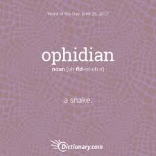 Dada Weird Words Cool Words Unusual Words