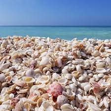 Frequently asked questions about hotels in sanibel island. Congratulations You Hit The Shell Jackpot On Captiva Island In Southwest Florida Www Tween Waters Com Florida Beaches Vacation Florida Pictures Sanibel