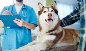We last updated this page with new coupon codes on january 4, 2021. Veterinary Services For Pets Canadian Veterinary Clinic Abu Dhabi Groupon