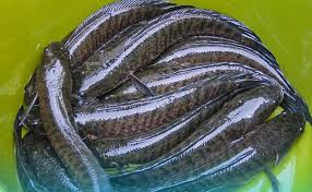 Siapa sih yang tidak kenal dengan ikan ini, bahkan beberapa kalangan yang menyebut ikan gurame sebagai rajanya ikan air tawar. Peluang Bisnis Ikan Gabus Harganya Mahal Dan Selalu Dicari Pasar