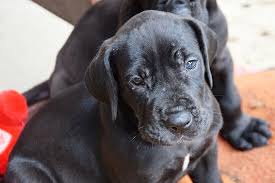 Lab puppies | worlds cutest dog. Labradane Labrador Great Dane Mix Info Pictures Facts Doggie Designer