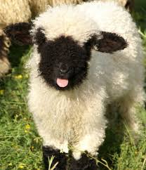Walliser Schwarznasenschafe Sonstige Haustiere Aus Altenburg Swiss Black Nose Sheep Tiere Baby Nutztiere Haustiere