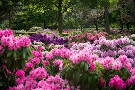 Vorbeugend ist eine schattierung mit schattiergewebe anzubringen. Deutsche Rhododendron Gesellschaft E V