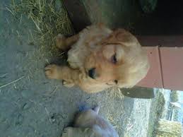 Golden retriever puppies montana for sale. Golden Retriever Puppies For Sale For Sale In Okotoks Alberta Nice Pets In Canada