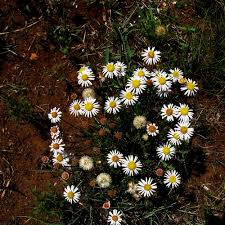 Image result for Felicia muricata