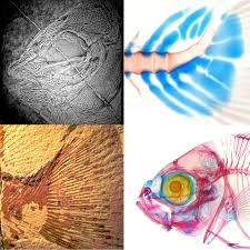 Image result for Asterochaete