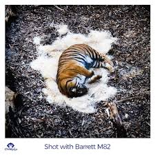 The national animal is seating on stone, an attractive image of tiger,king of the forest and his image. Brands Roar This International Tiger Day Social Samosa