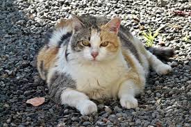 Maybe you would like to learn more about one of these? 8 Cat Neutering Myths Debunked The Purrington Post