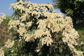 Image result for Pieris japonský debutante obrázek
