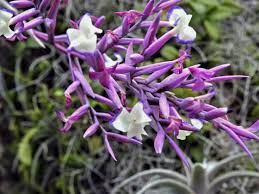 Image result for Thomandersia