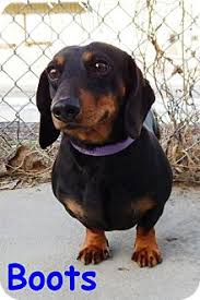 This lovable little dog comes in two sizes and three coat types, adding to their appeal. Erie Pa Dachshund Meet Boots A Pet For Adoption