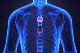 Learn vocabulary, terms and more with flashcards, games and origin: Sternum Anatomy Function And Treatment