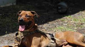 Fundraiser by Walter Gandy : OUR DOG WAS SHOT BY THE POLICE IN OUR BACKYARD