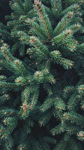 фотографии снега и льда в природе на улицах города Vetochki Elovye Tree Wallpaper Iphone Tree Wallpaper Pictures