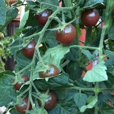 Tomato Varieties Types Of Tomatoes Heirloom Tomatoes