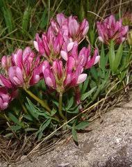 Image result for Ptycholobium plicatum