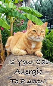 Plants and flowers cats are allergic to. A Complete Guide To Plants Cats Are Allergic To