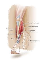 They are a typical injury affecting athletes who involve in running sports or other forms of physical activity, including running and jumping. What S That Thorn In My Shin Trail Runner Magazine