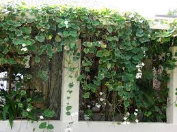 Image result for Thunbergia stelligera