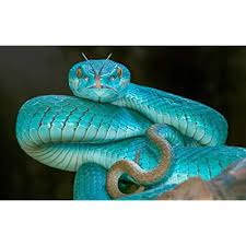 Reptiles nature snake eyes snake green aesthetic reptile eye animals animal close up macro cute reptiles animal jokes pretty snakes snakes with hats cute baby animals cute animals. Buy Kaohun Blue Snake Viper Eyes Animal Picture Art Canvas Print Poster Home Wall Decor 20x13 Inches Online In Thailand B07sqnpsq9