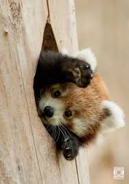 2yr · komalkaushal · r/redpandas. 500 Red Panda Ideas Red Panda Panda Cute Animals