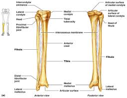 The femur, or thigh bone, is the largest, heaviest, and strongest bone in the human body. Why Do We Have The Tibia And Fibula A 2nd Bone In The Lower Leg Biology Stack Exchange